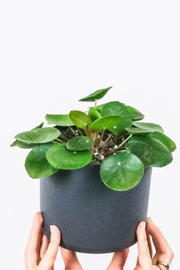 Peperomia Lemon Lime - 图片 2